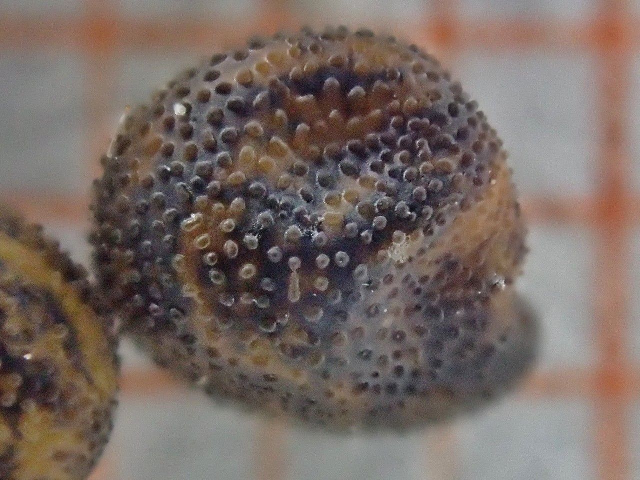 Ononis spinosa fruit