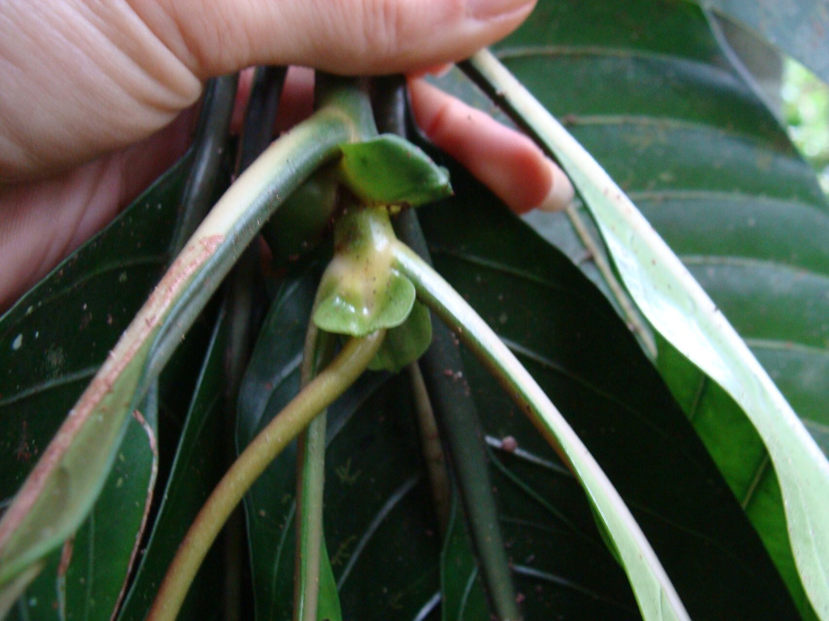 Psychotria calothyrsa leaf