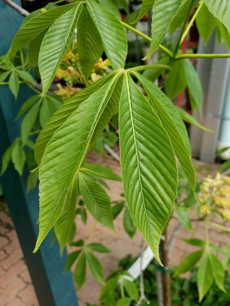 Aesculus × arnoldiana — search result for 'Aesculus'