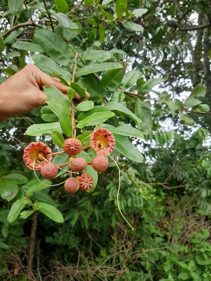 Lafoensia pacari fruit