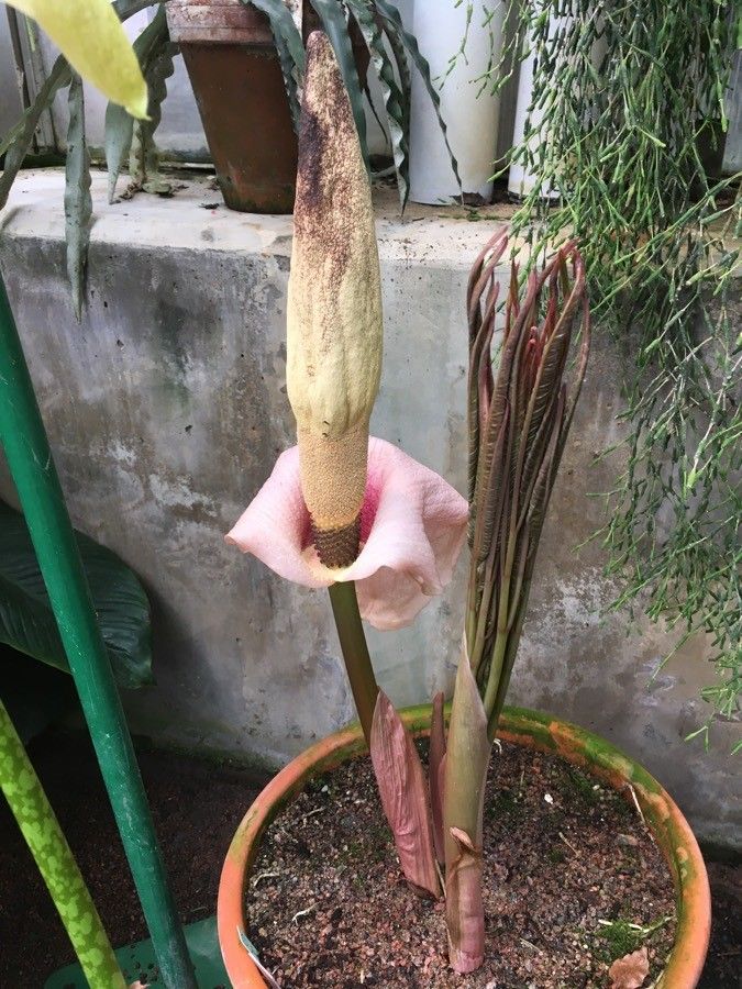 Amorphophallus cicatricifer flower