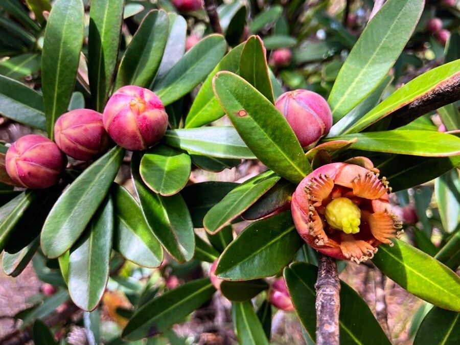 Montrouziera sphaeroidea — related species from the same genus