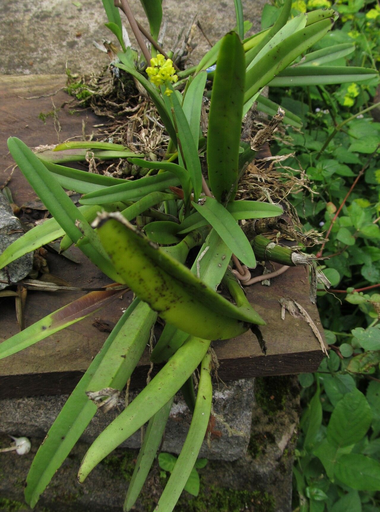 Polystachya golungensis habit