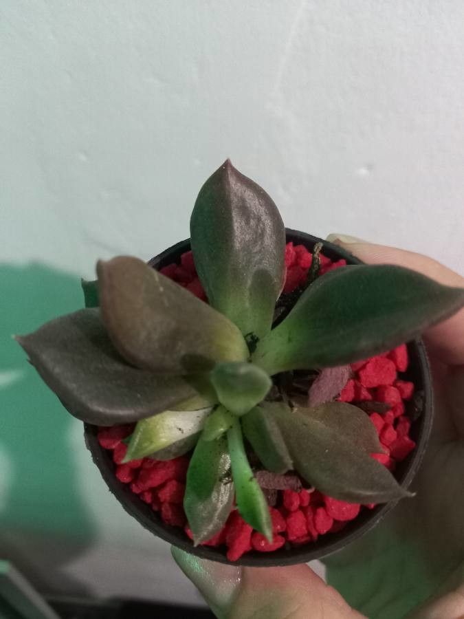 Pachyphytum kimnachii habit