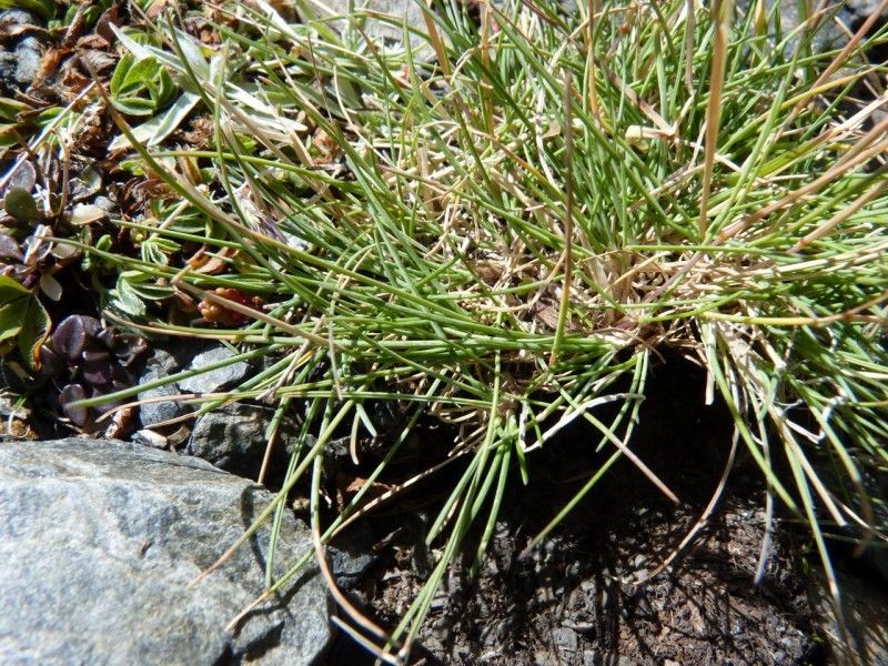 Festuca glacialis habit