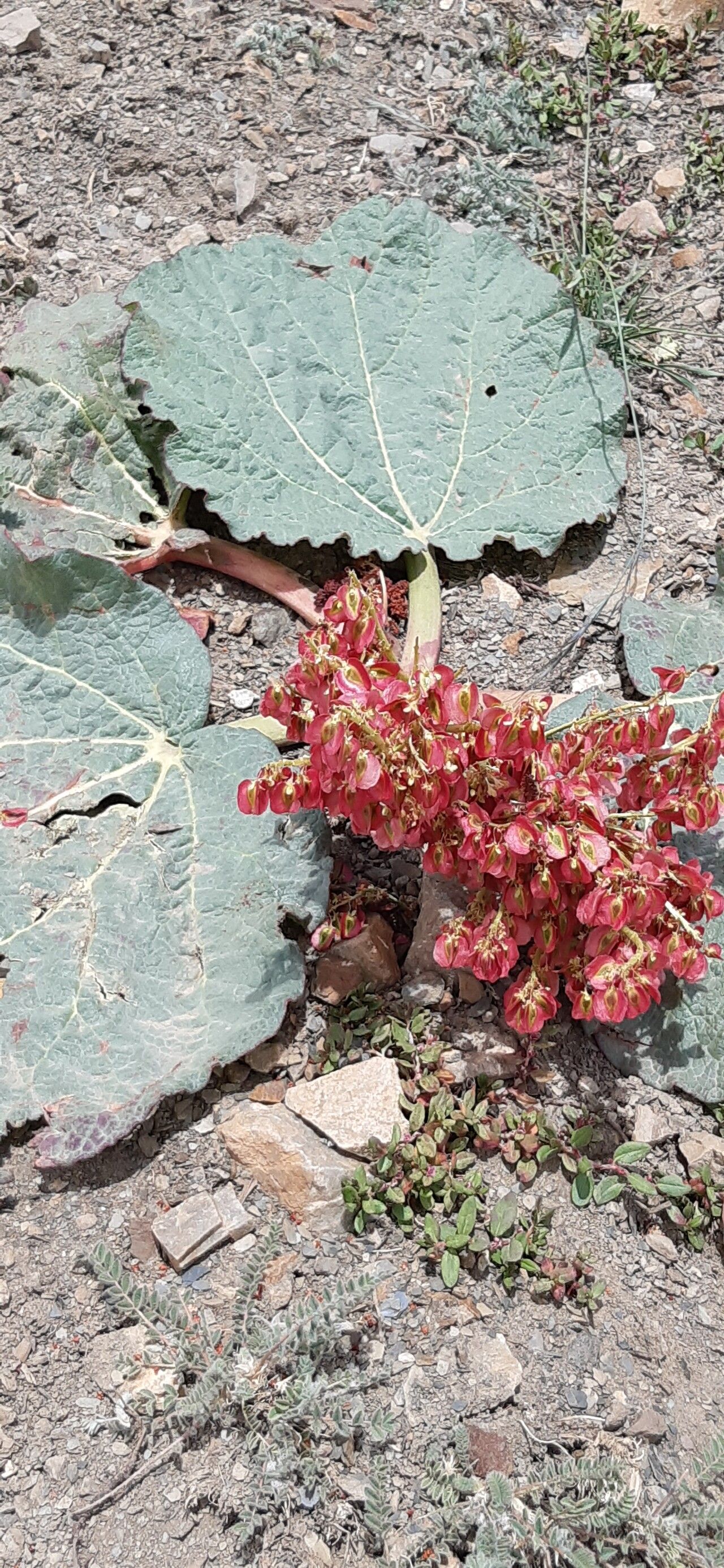 Rheum nanum — search result for 'Rheum'