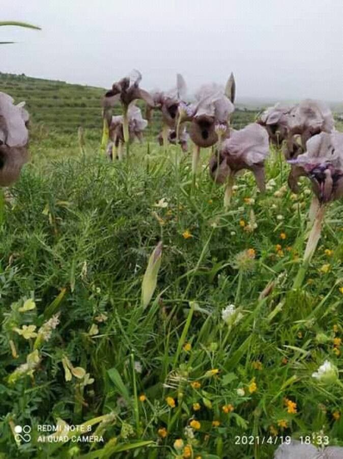 Iris basaltica habit