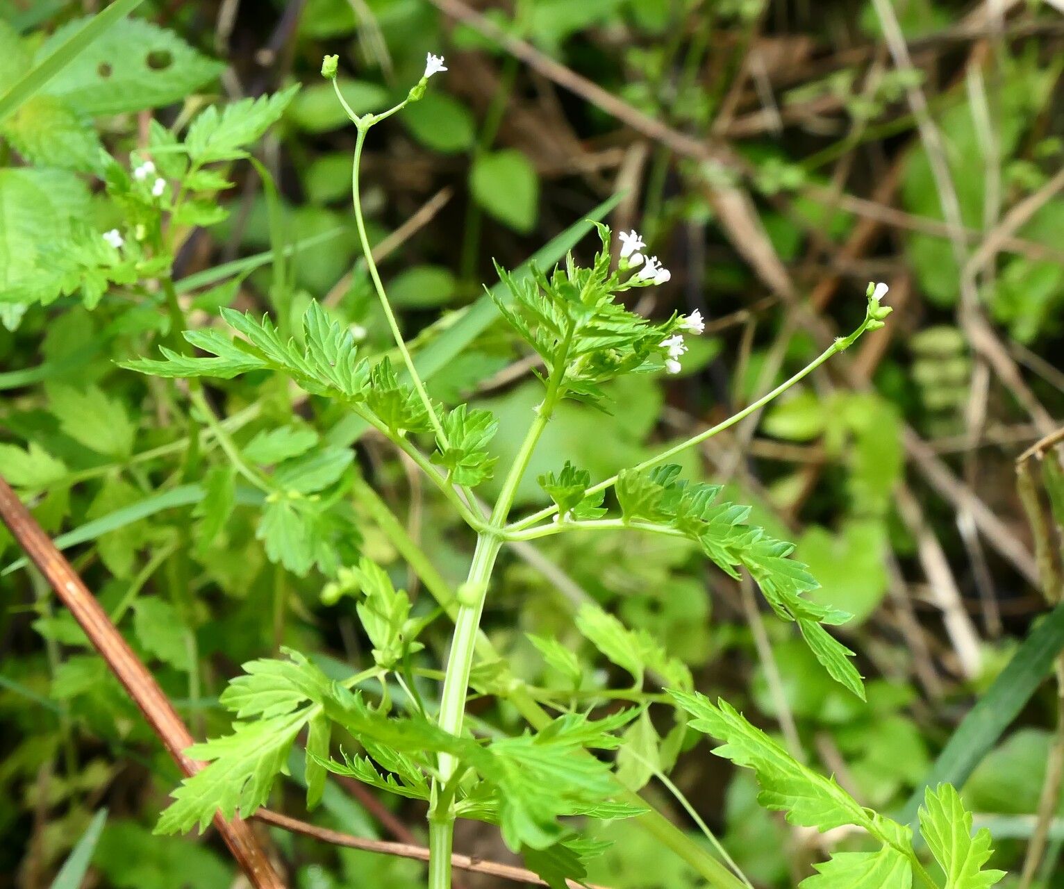 Valeriana chaerophylloides flower