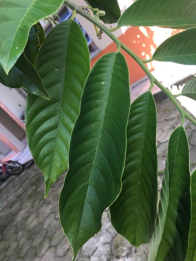 Annona mucosa — search result for 'Annonaceae'