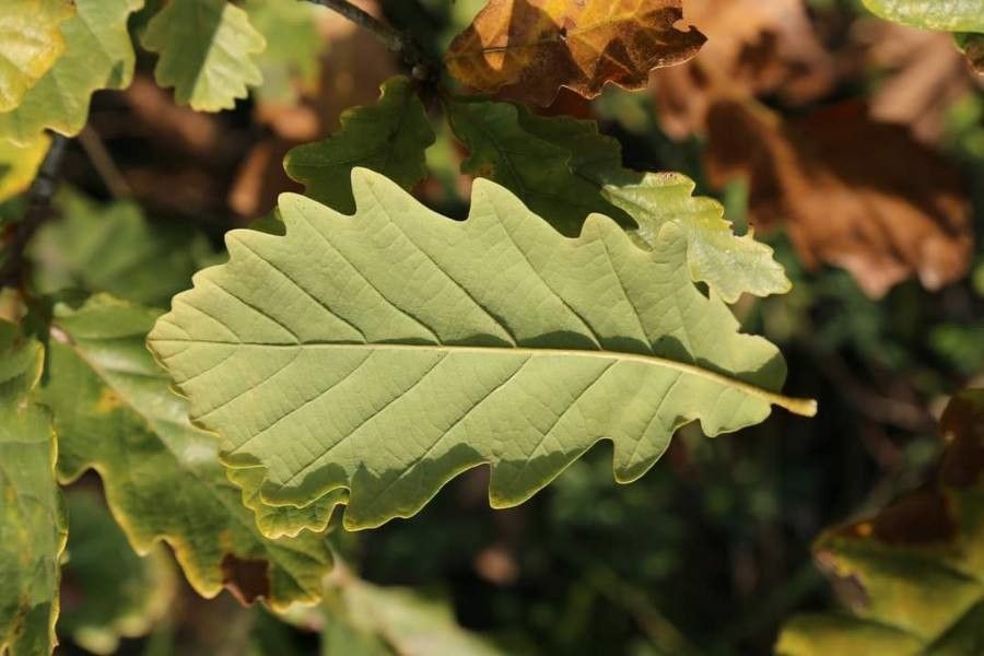 Quercus hartwissiana flower