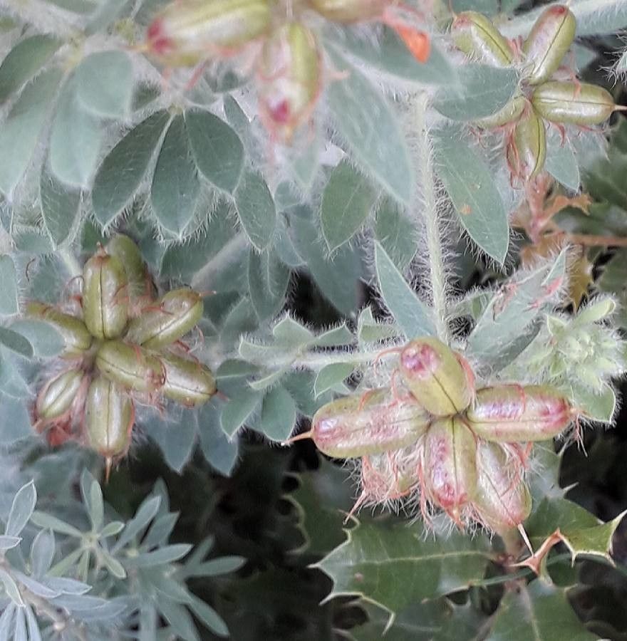 Dorycnium hirsutum fruit