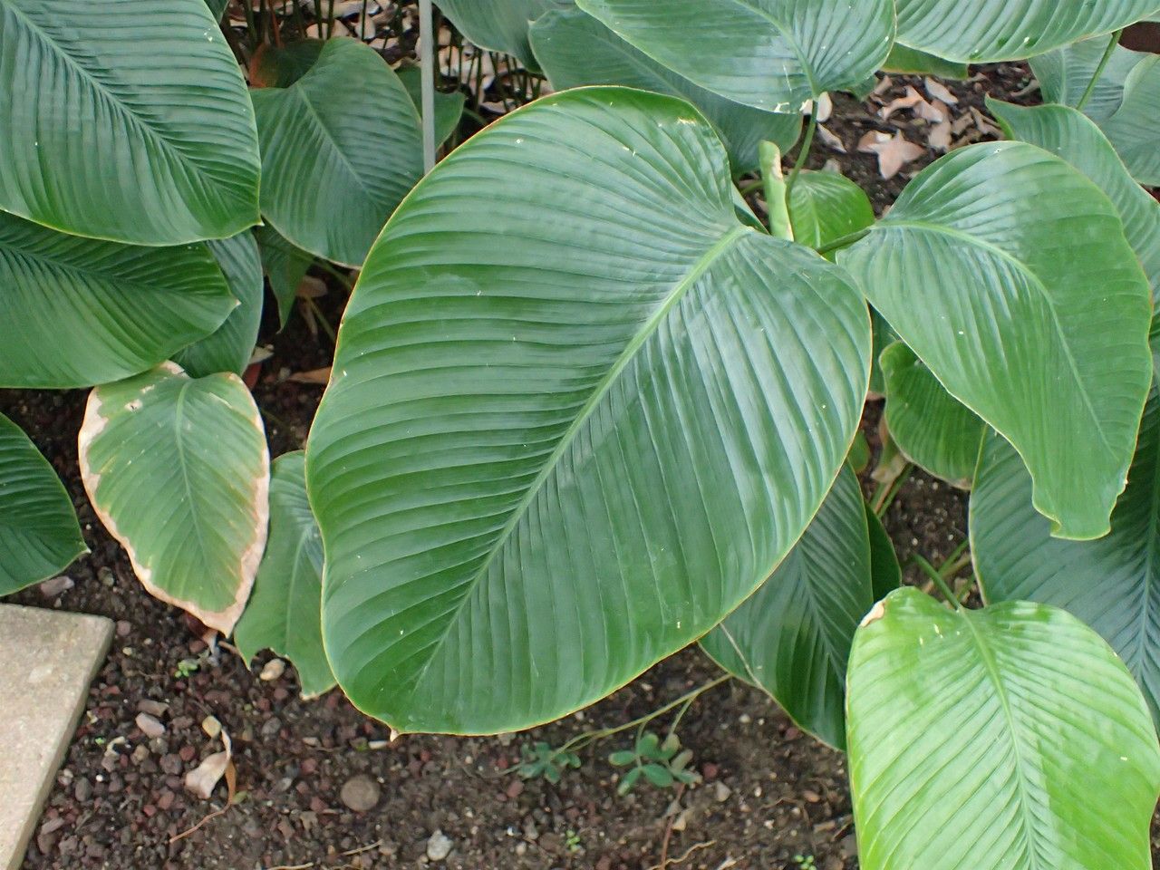 Thaumatococcus daniellii — search result for 'Congo'