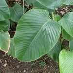 Thaumatococcus daniellii