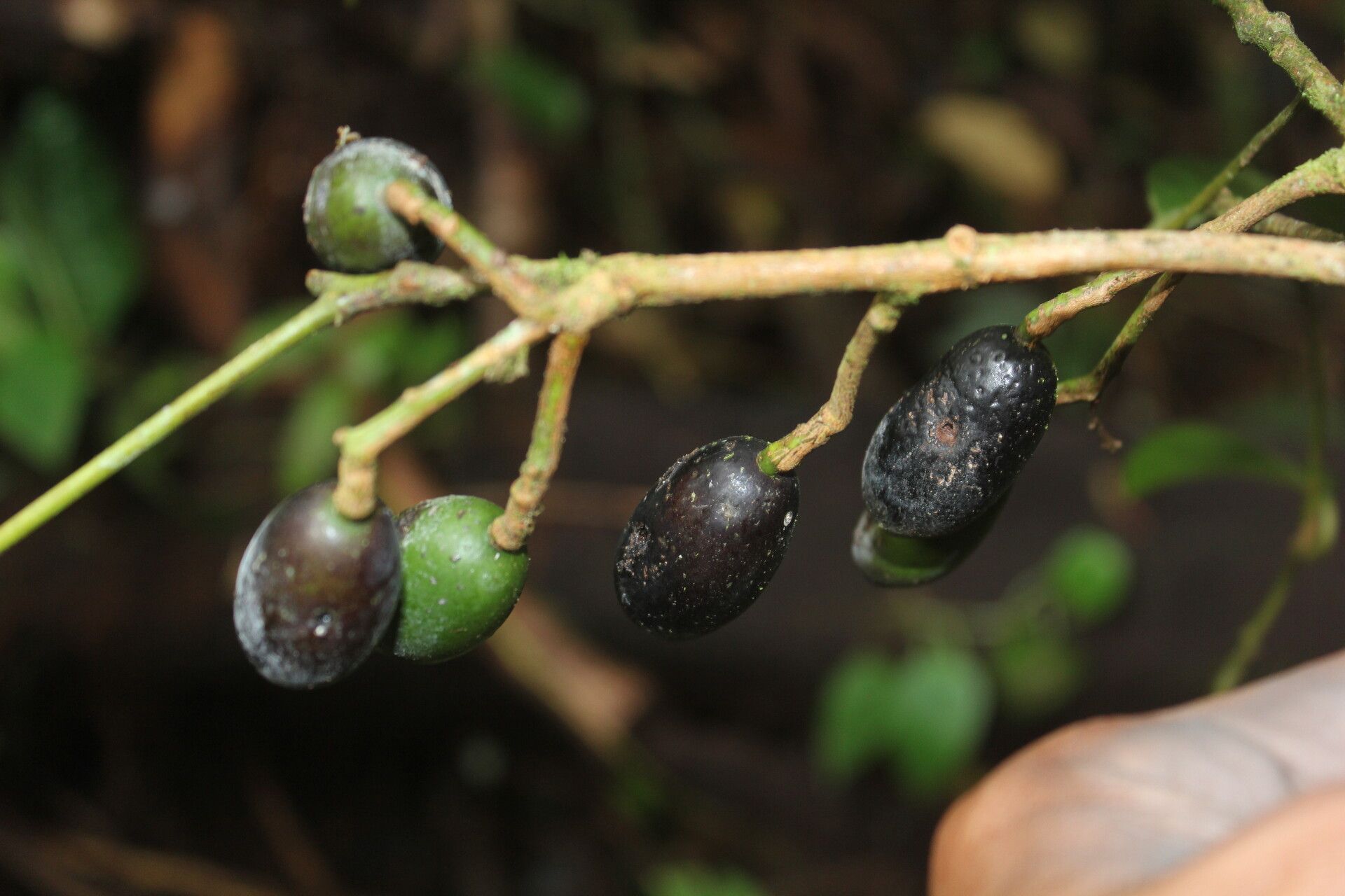 Beilschmiedia costaricensis fruit