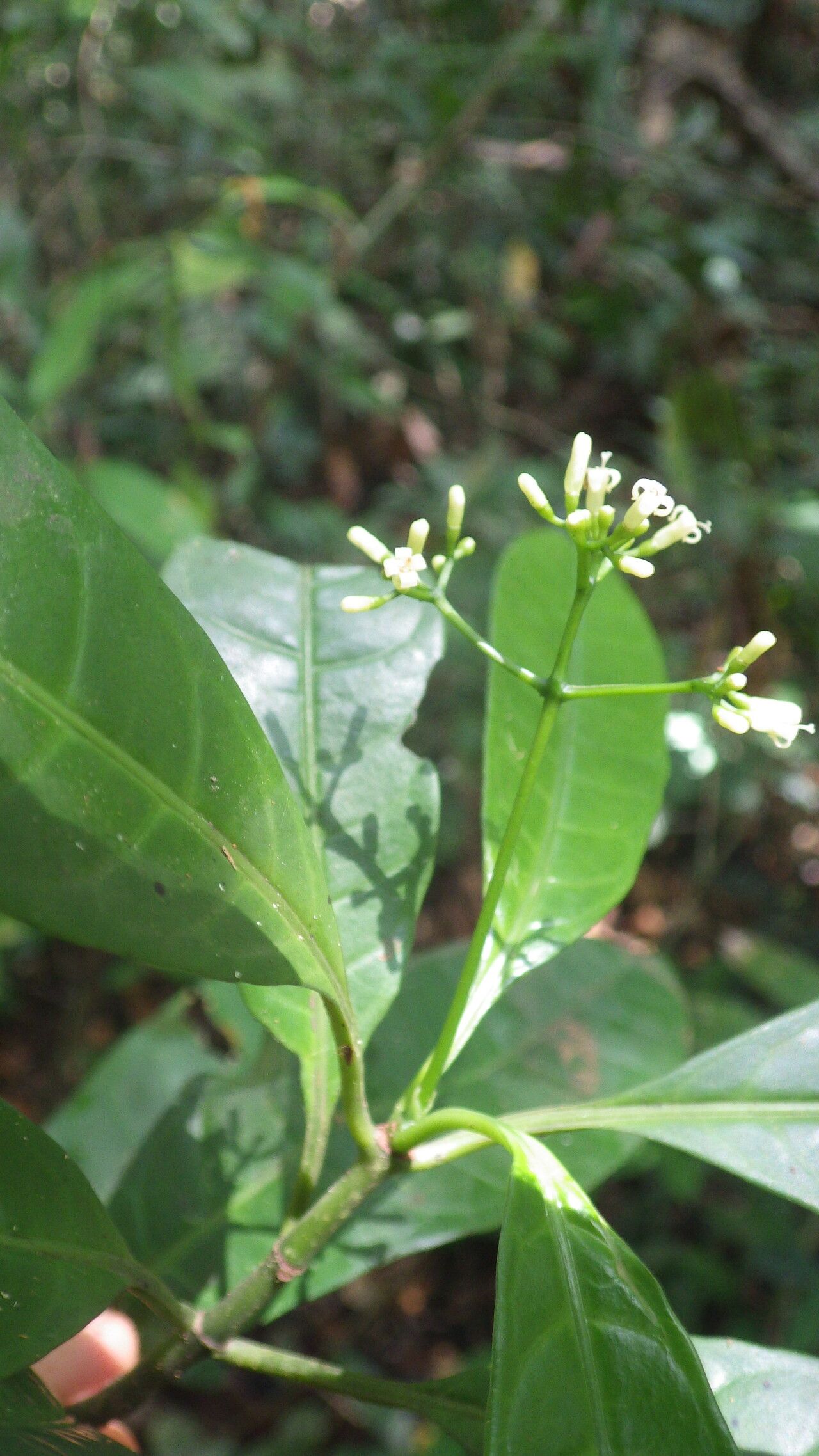 Psychotria viticoides flower