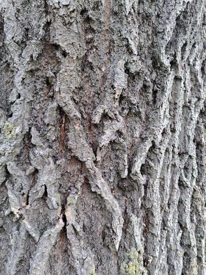 Alnus maritima bark
