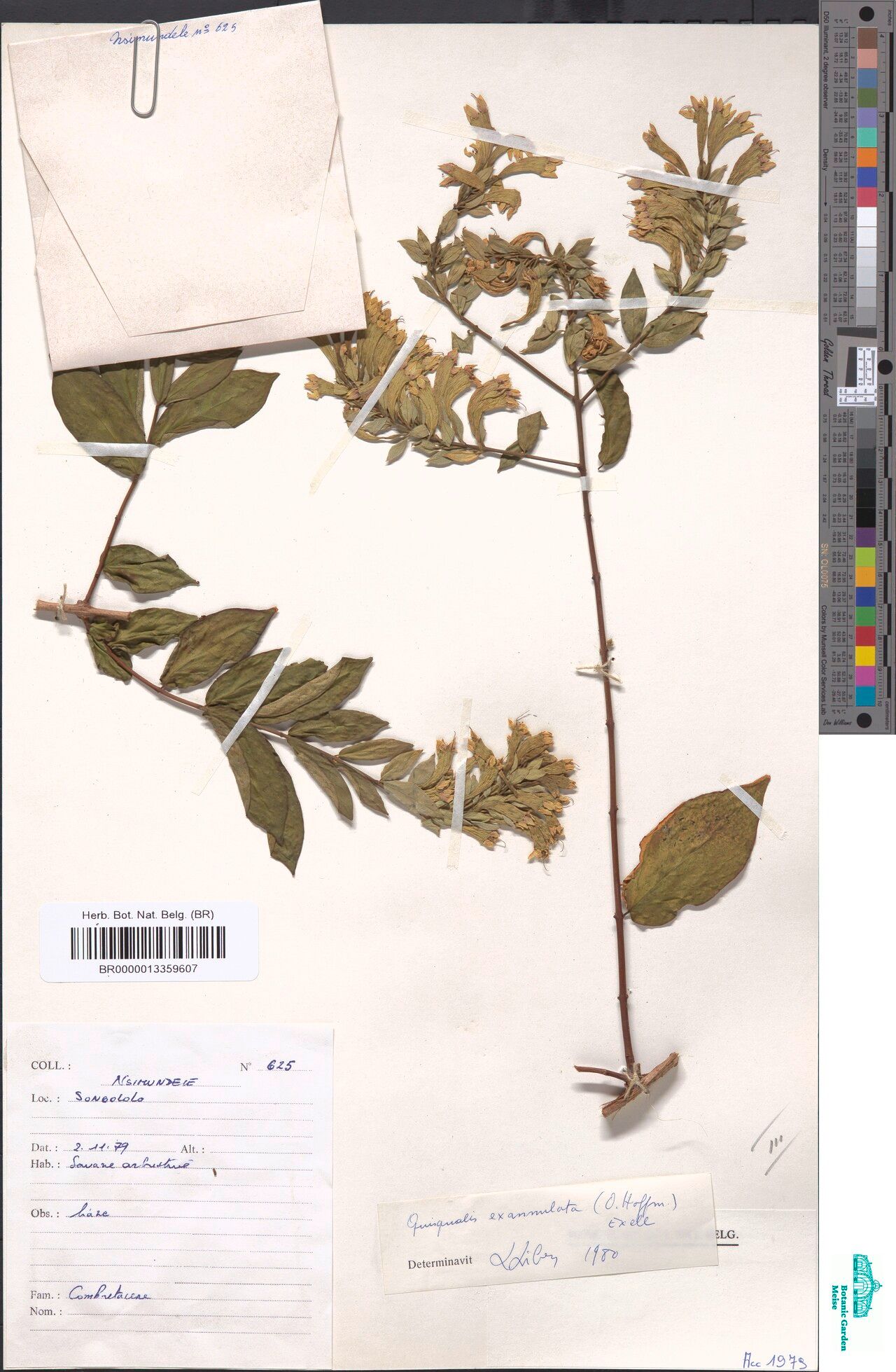 Combretum exannulatum — houseplant care guide