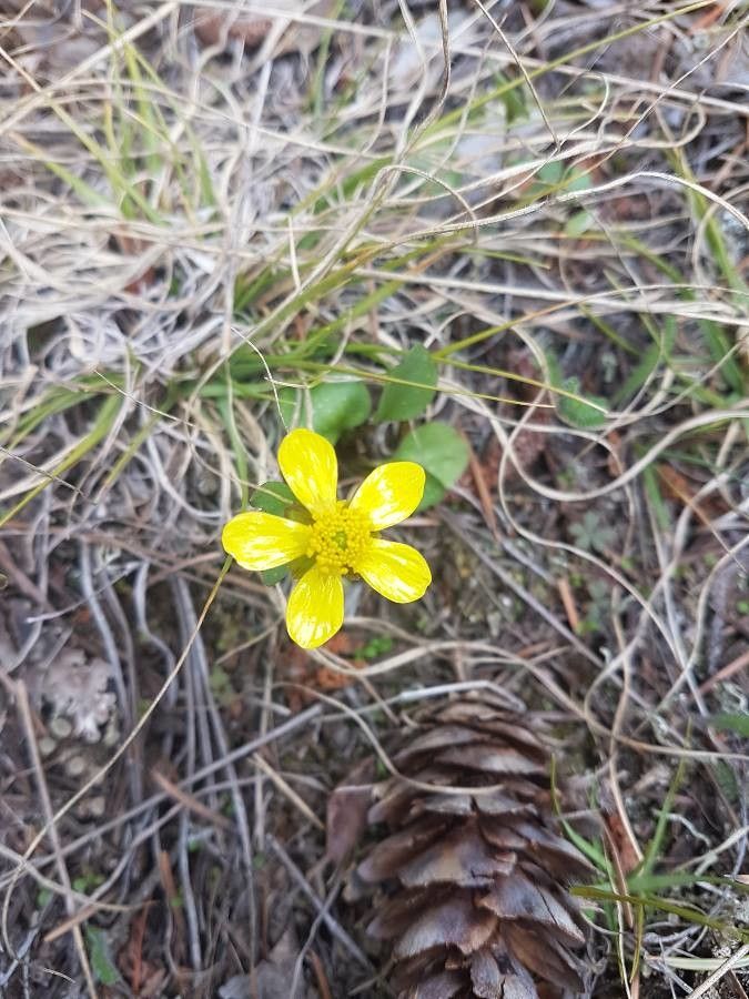 Ranunculus glaberrimus flower