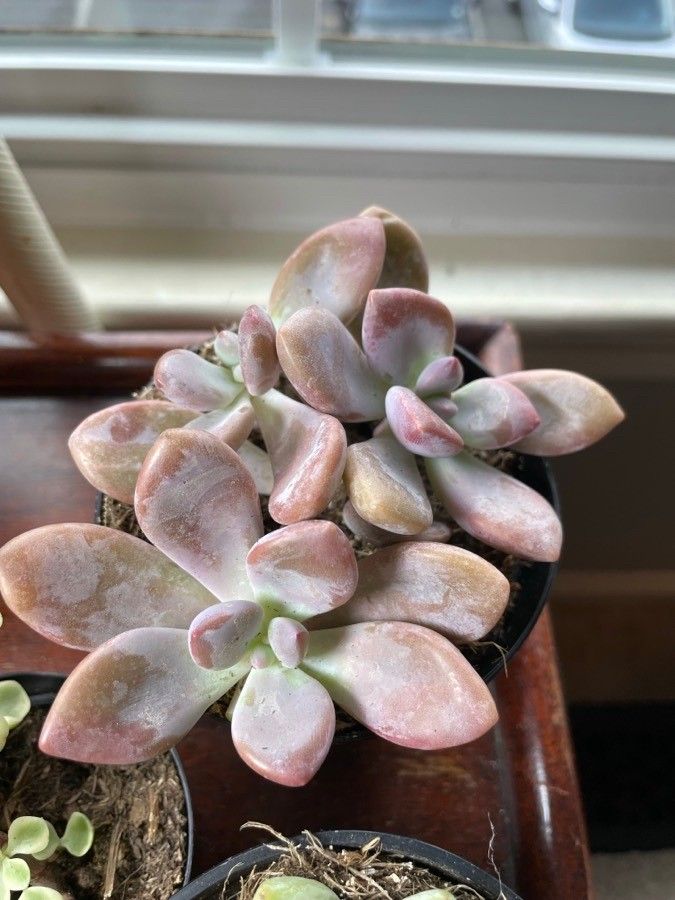 Graptopetalum pentandrum — search result for 'Graptopetalum'
