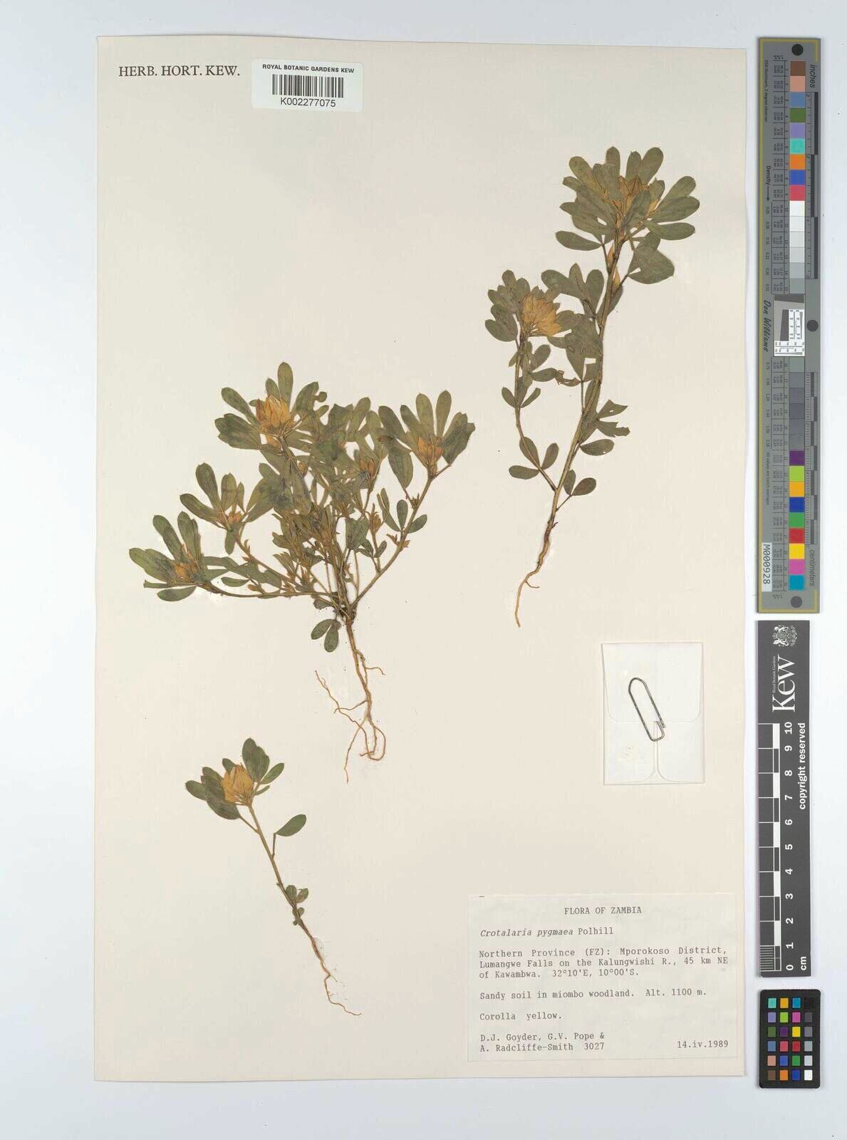 Crotalaria pygmaea — houseplant care guide