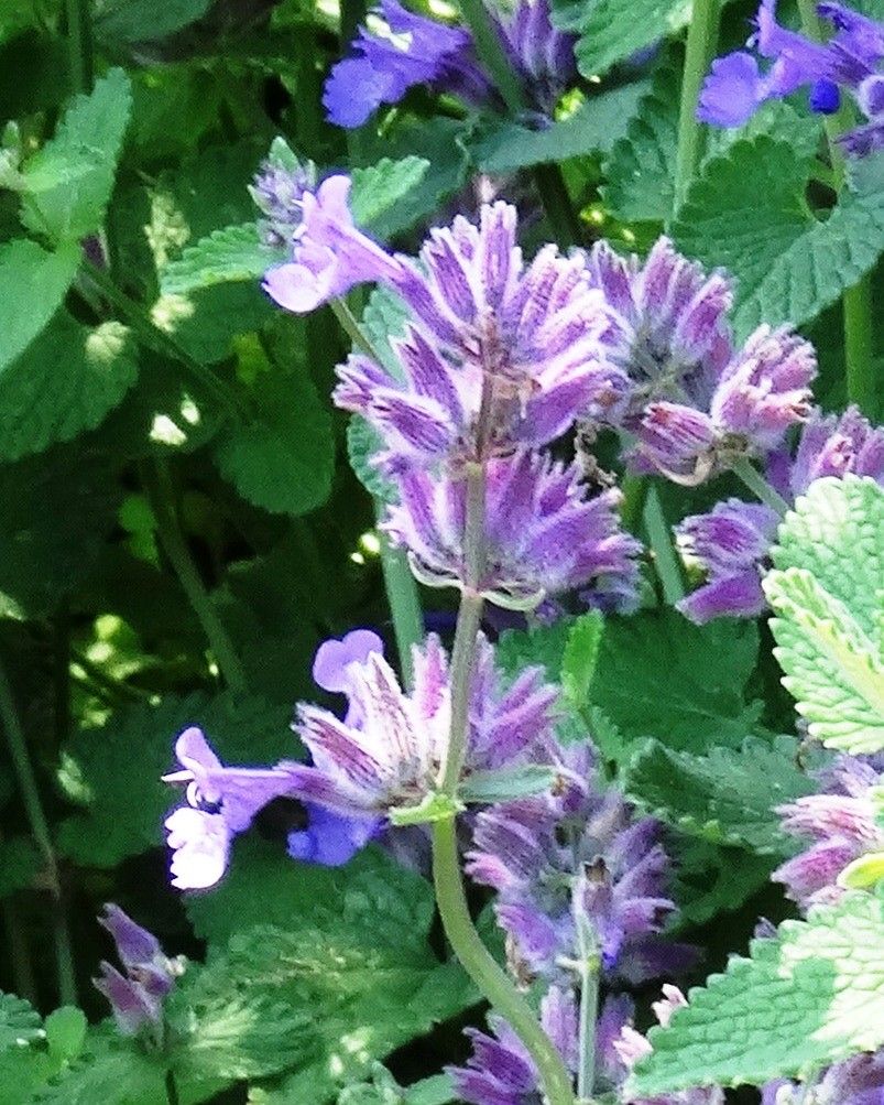 Nepeta latifolia flower