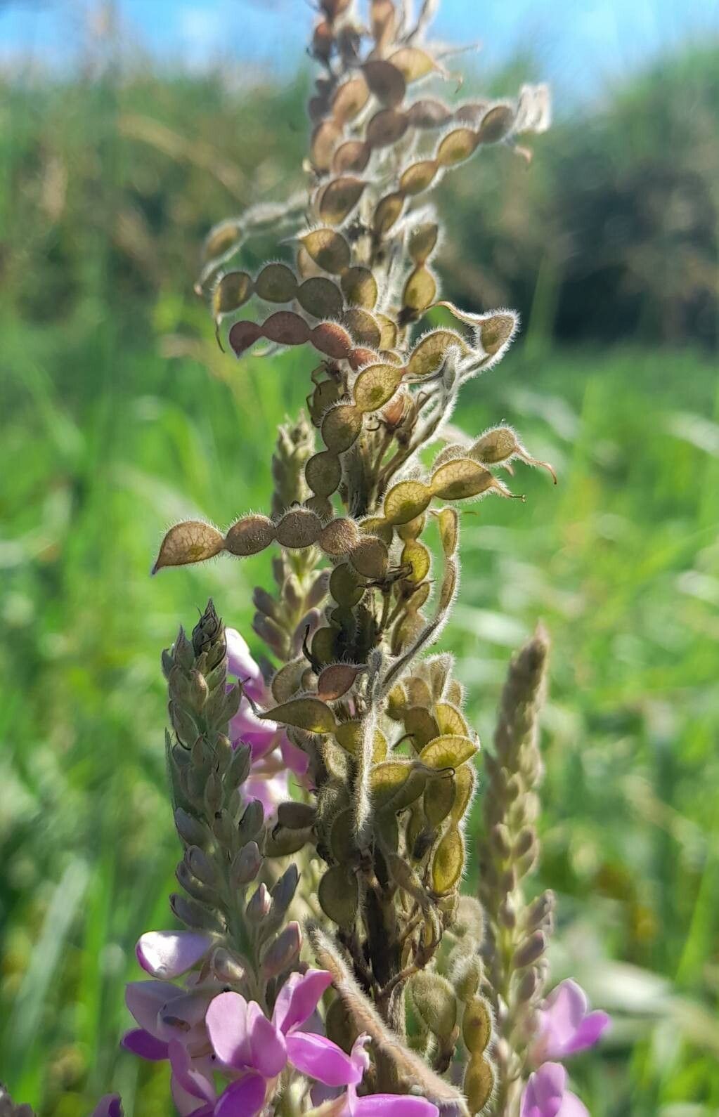 Desmodium cuneatum fruit