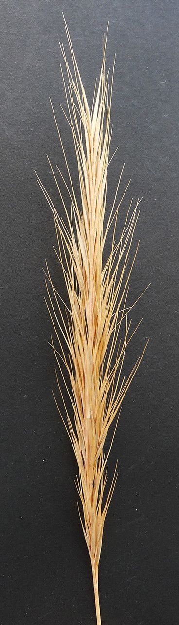 Festuca fasciculata fruit