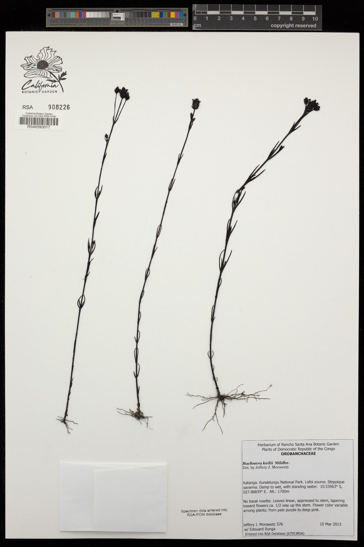 Buchnera keilii — houseplant care guide