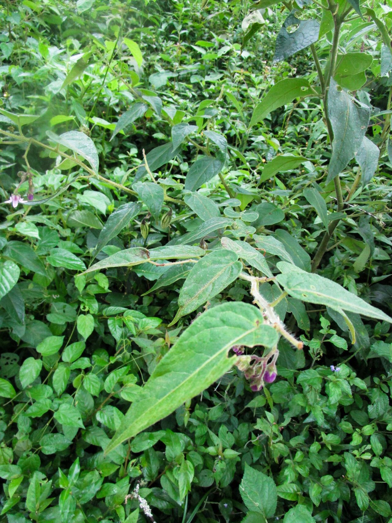 Solanum sciadostylis habit