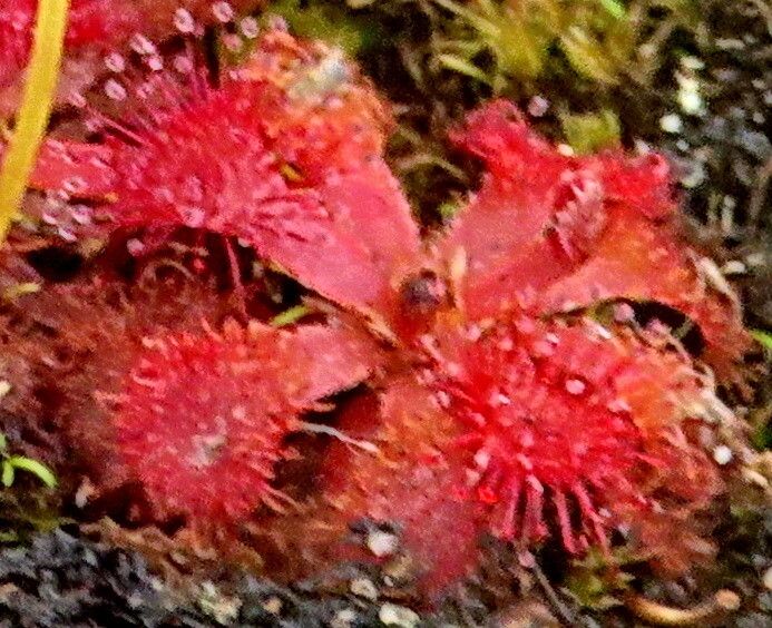 Drosera rubrifolia — houseplant care guide