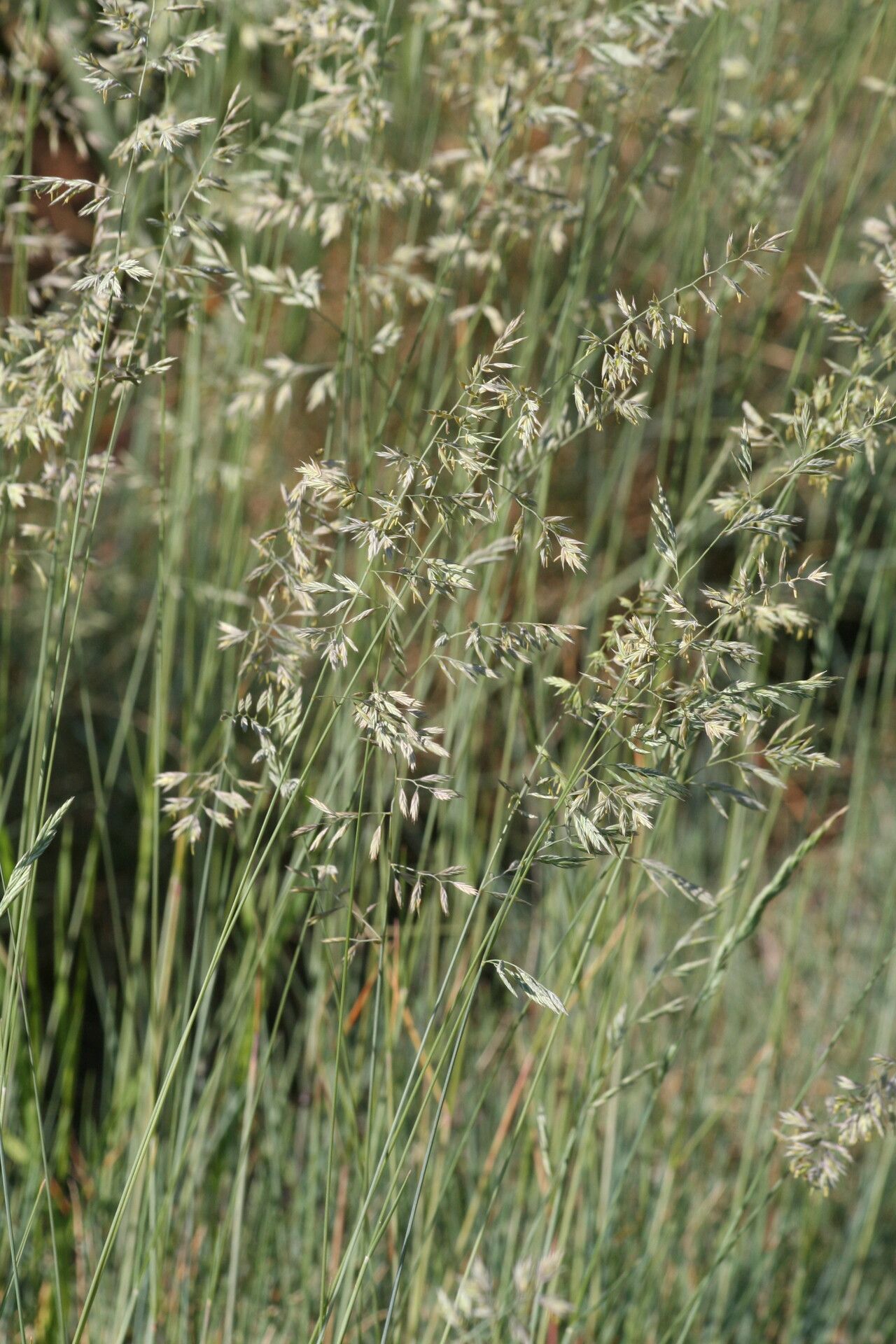 Festuca longifolia flower