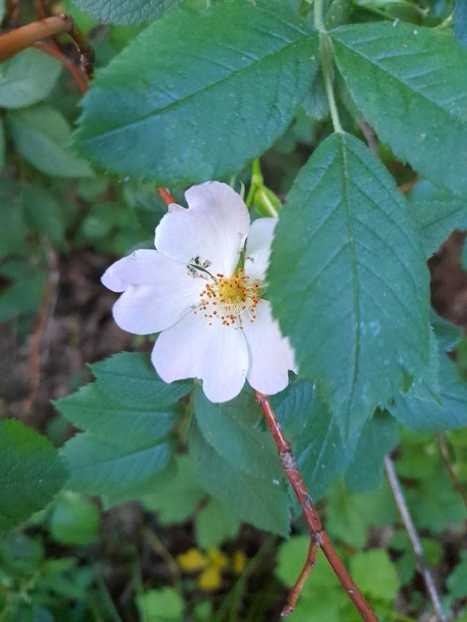 Rosa dumalis flower