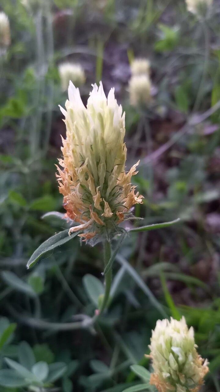 Trifolium pannonicum flower