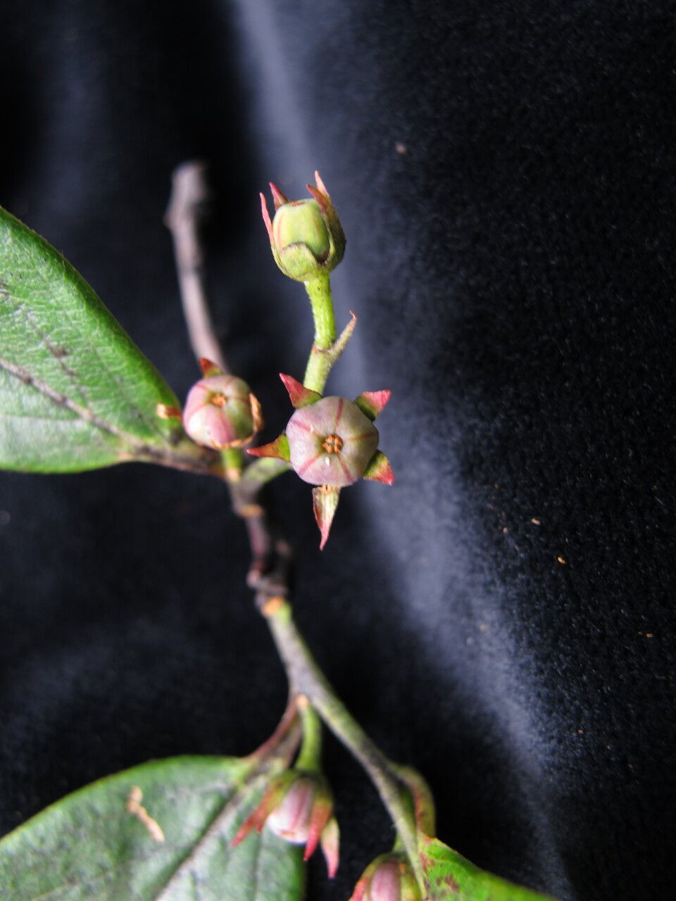 Lyonia villosa habit