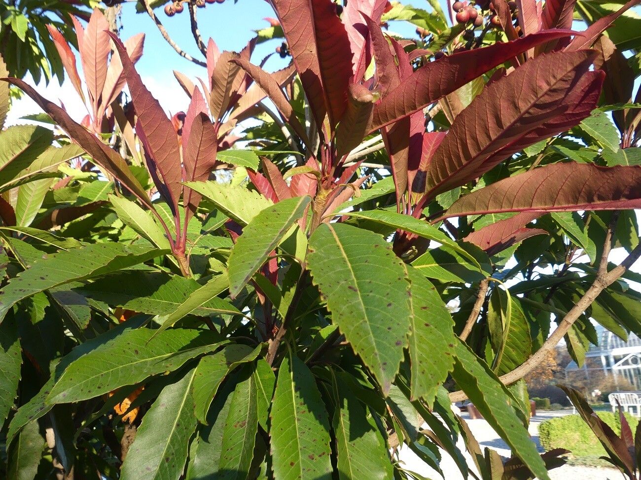 Rhaphiolepis deflexa