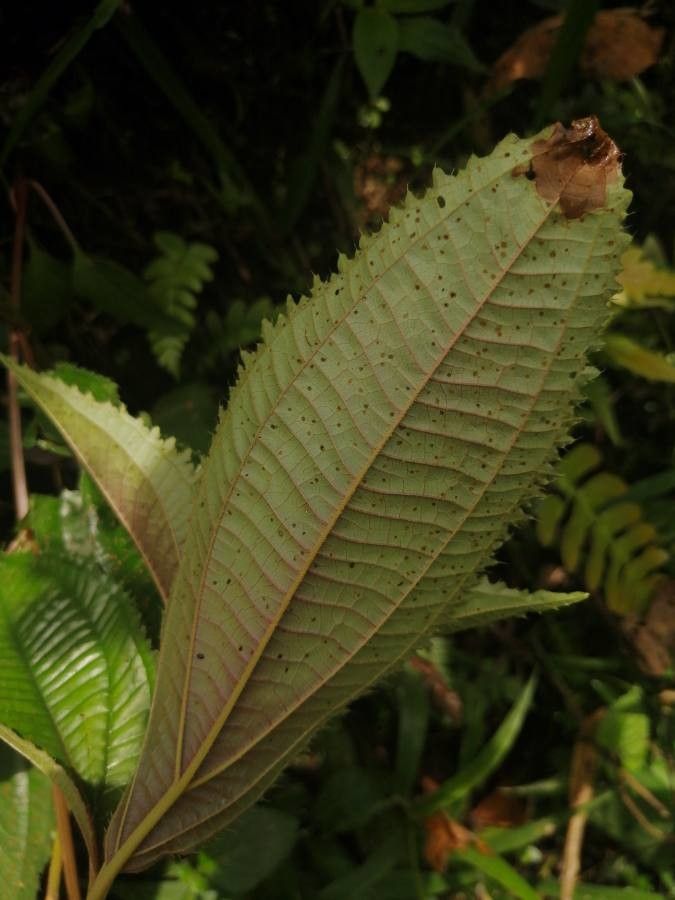 Miconia conosetosa leaf