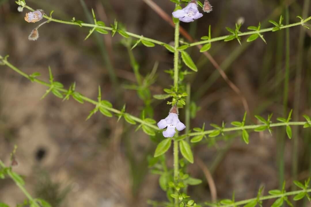 Prostanthera sejuncta — houseplant care guide