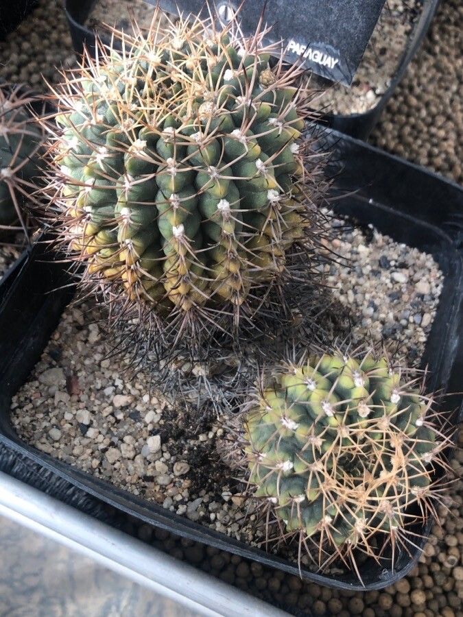 Gymnocalycium eurypleurum — search result for 'Gymnocalycium'
