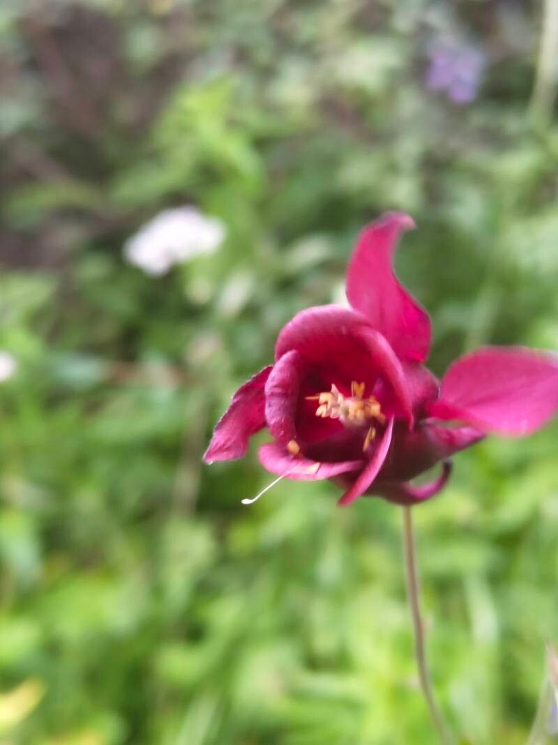 Aquilegia atrovinosa flower