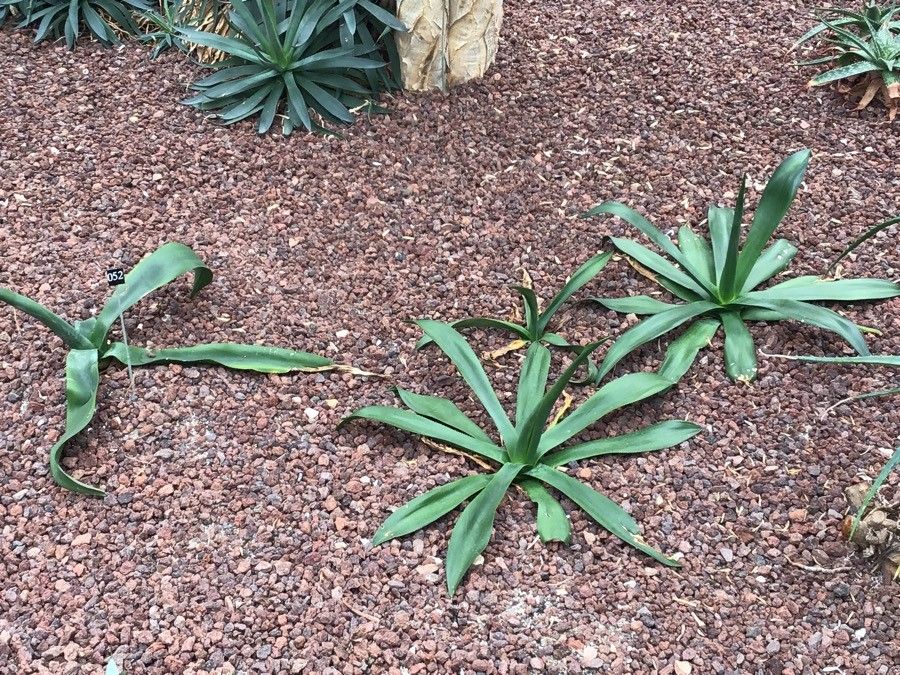 Agave cundinamarcensis habit