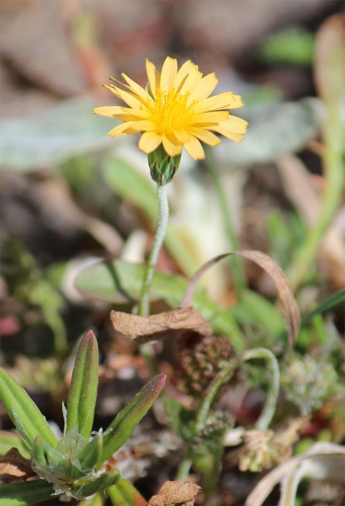 Microseris bigelovii flower