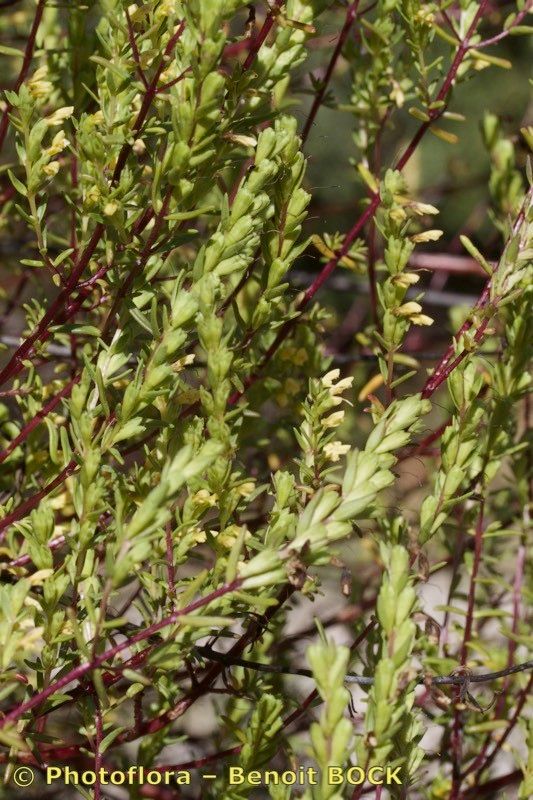 Odontites linkii other