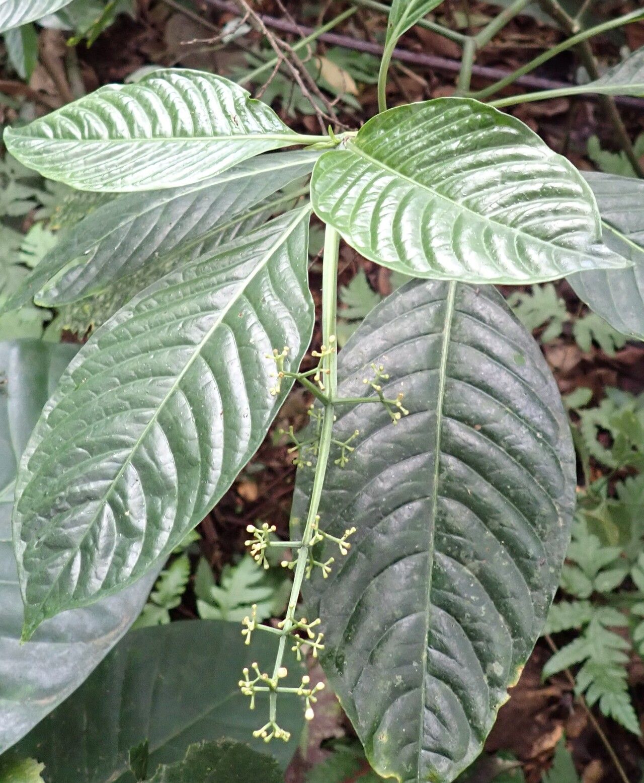 Psychotria darwiniana flower