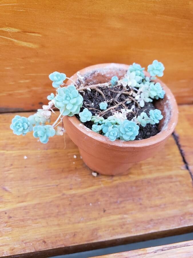 Sedum nevadense — houseplant care guide