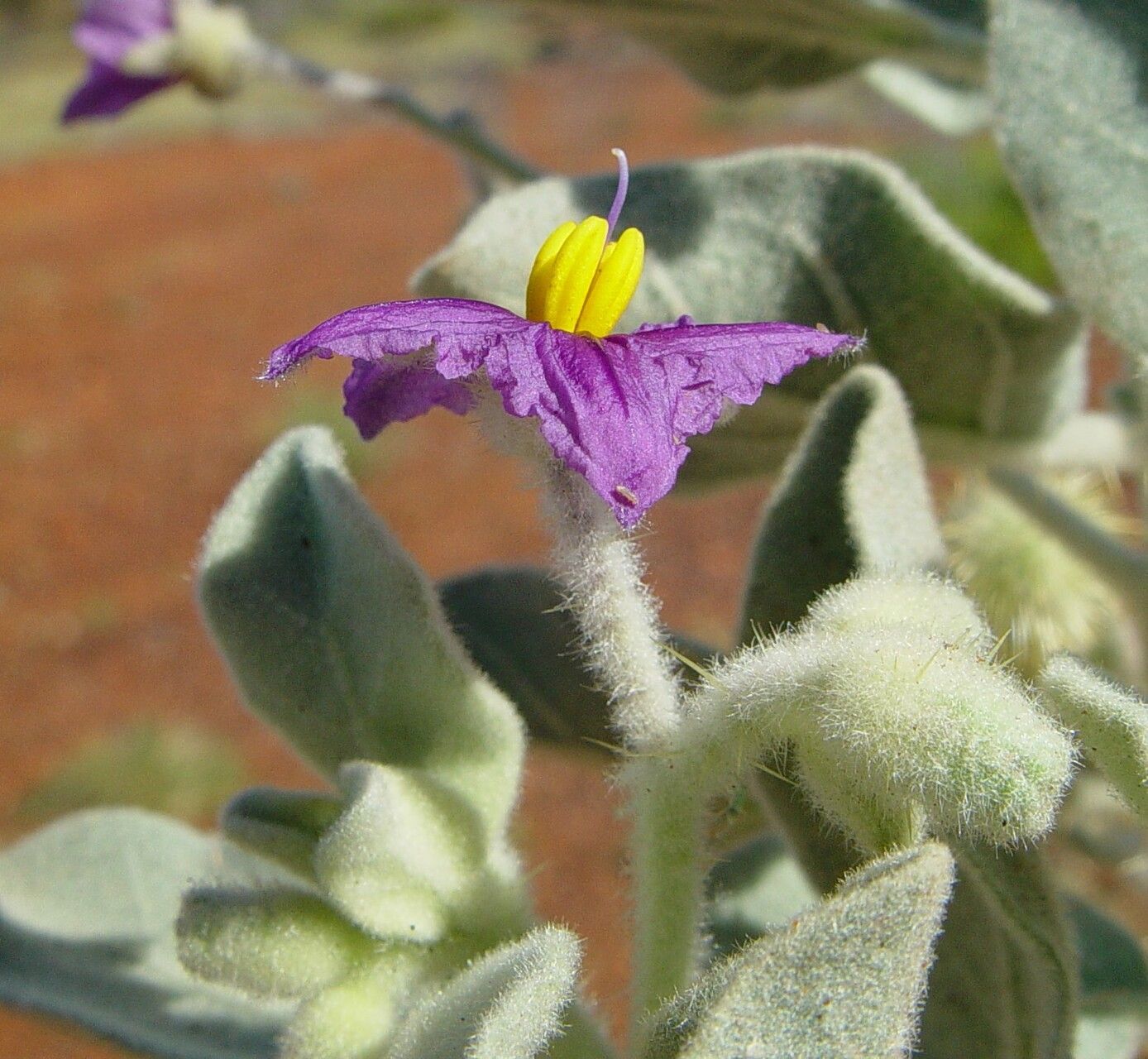 Solanum gabrielae flower