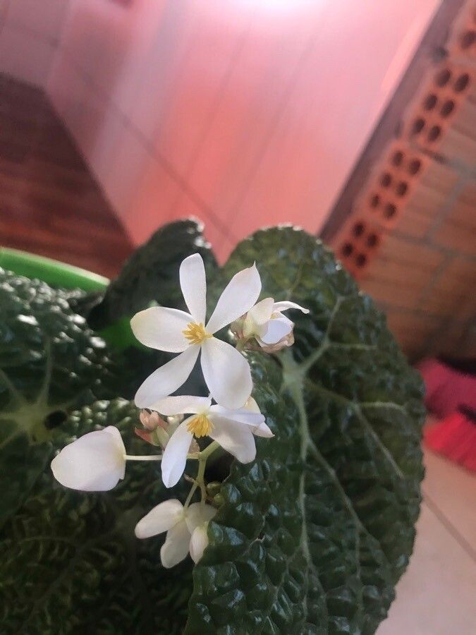 Begonia gehrtii flower