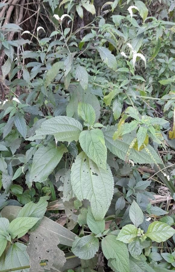 Heliotropium tiaridioides habit