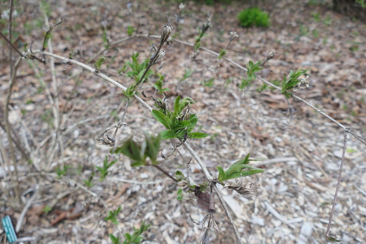 Weigela maximowiczii — houseplant care guide