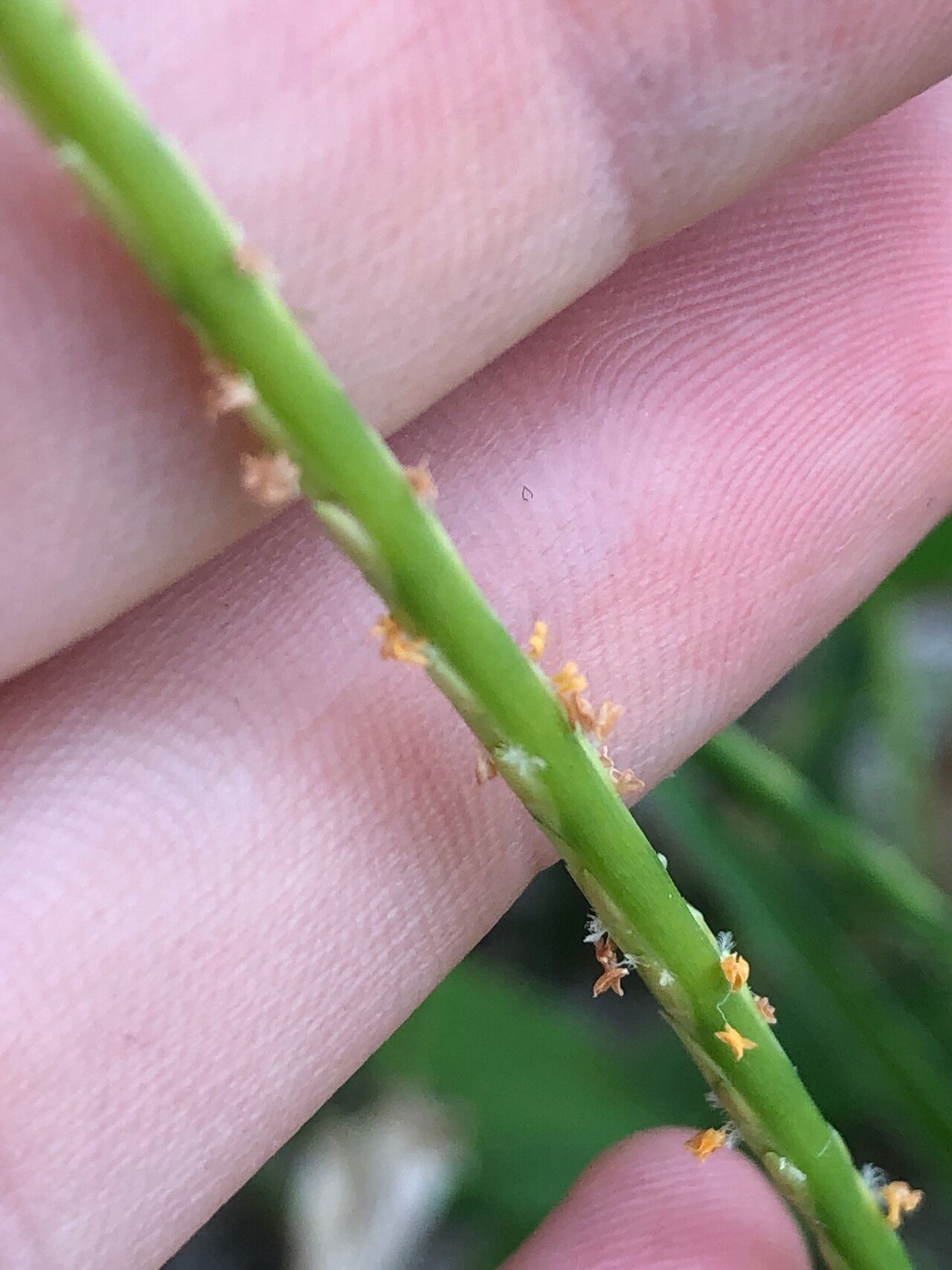 Stenotaphrum micranthum flower
