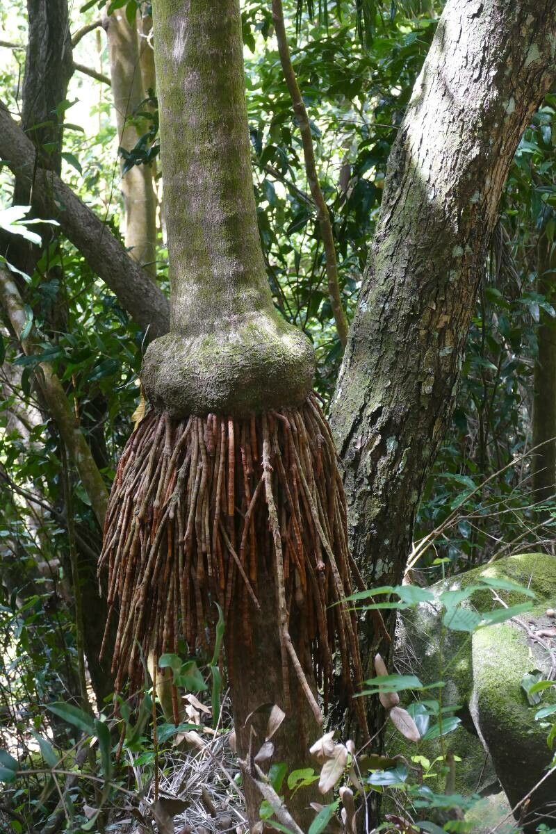 Dypsis madagascariensis bark